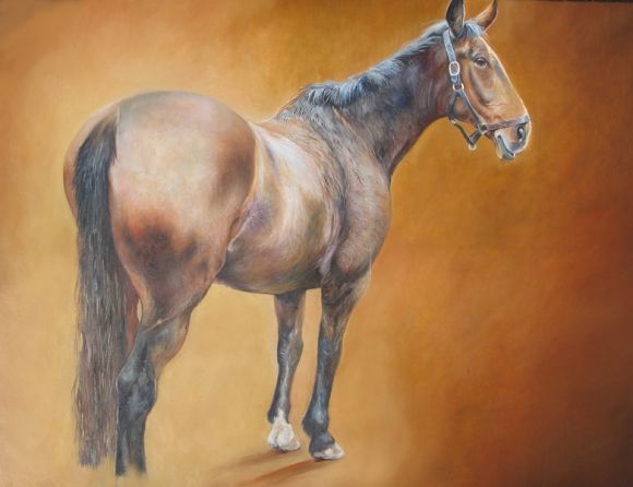 study of a horse